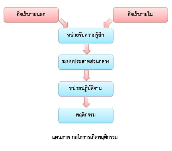 กลไกการเกิดพฤติกรรม